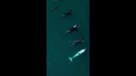 Rare White Killer Whale