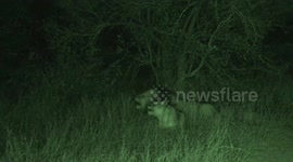 Lion couple's incredible late night duet roaring performance captured with infrared