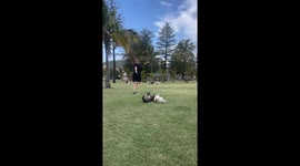 Dogs Dragged Through Grass