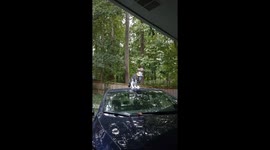 Cat Tries Out Acrobatics