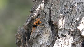 A super stinger – female Orange Spider Wasp hunting for spiders on a tree trunk.