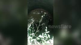 Bull falls into open well in central India, rescued
