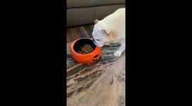 Skeleton Hand Doesn't Deter Hungry Bulldog