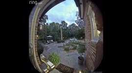 Doberman Puppy Smacks Into Glass Door