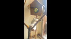 Cat Steals The Birdhouse