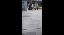 Puppy Brings In The Post