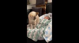 Cat Makes Biscuits On New Sibling