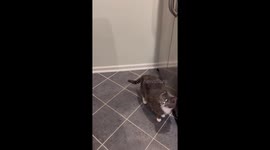 Stuart the Politely Sitting Counter Cat
