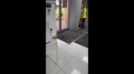 Body Slamming Squirrel Struggles With Doors