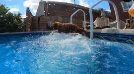 Undefeated Stationary Dog Paddle Champion