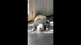 Sleepy Barks From English Bulldog