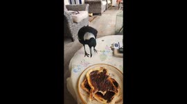 Avoid Getting Swooped This Magpie Season