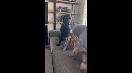 Pulling His Weight and His Friends Too