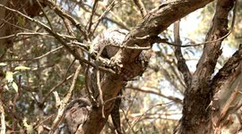 Scratch that itch! Energetic Tawny Frogmouth chick preens and scratches while its parents doze.