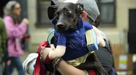 NY: 33rd Annual Tompkins Square Halloween Dog Parade