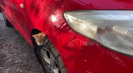 Kitten living under a car on one of its wheels. A family of feral cats living on the street.