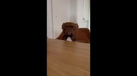 Intensely Judgemental French Bulldog