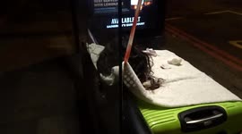 Bizarre green suitcase with two wigs on it is sitting inside a bus stop on Cromwell Road