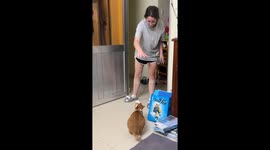 Playing Catch With the Cat