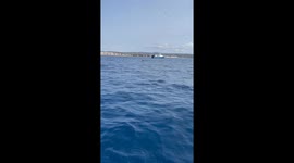 Rescuing a Vulture at Sea