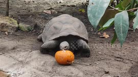 Pumpkin presents: Halloween treats for Galapagos giant tortoises at London Zoo