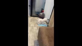 Brave Bichon Frise pet dog catches huge moth in owner's house