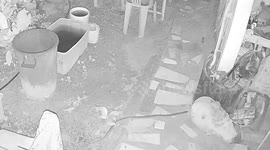 Pet dogs help owner find wild cobra slithering through home