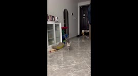 Excited pet cat walks upright to go over to owner