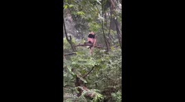 Panda dances to loud music being played at zoo