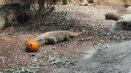 Special Halloween treats for Komodo  dragon Kahleesi, London, UK