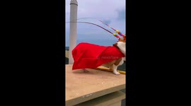 Pet dog dresses as Chinese fictional character Monkey King