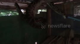Python caught on roof a chicken coup with rooster in its belly