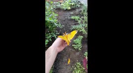 Naturalist captures large comet moth in Rome's botanical garden