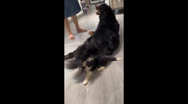 Adorable Puppy Playfully Bites onto a Bernese Mountain Dog's Tail in China