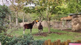 Special Halloween treats for okapis, Oni and Ede at London Zoo, UK.