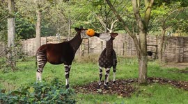 London Zoo lays on Halloween treats for okapis Oni and Ede and Komodo dragon Kahleesi
