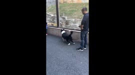Brave Border Collie Challenges Tiger at Chinese Ecological Plaza