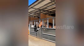 Horse stays calms while crazy friend shakes its head