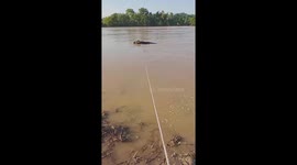 A man rescues a buffalo trapped in floodwaters