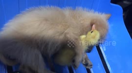 Beautiful friendship between puppy and duckling - Puppy hugs duckling and sleeps together