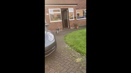 Dog with a zoomies fit tries to catch its own tail *Hilarious*