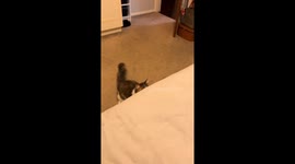 Cat With Cerebellar Hypoplasia Makes a Valiant Attempt to Jump on Bed