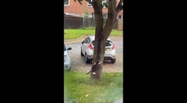 Cat Chases Squirrel Around Tree