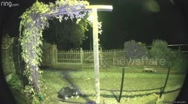 Cat versus Fox. Young fox decides it is time for supper. They spar for a while with the young fox trying to intimidate the cat until successfully grabbing the food.