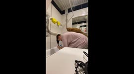 Cat Chipsik joins owner for hair wash in adorable video