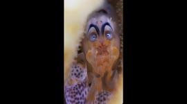 A Very Shocked Shrimp
