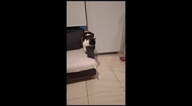 Silly Cat Does Pretty Poses