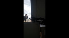 Falcons Eye Felines Through the Window