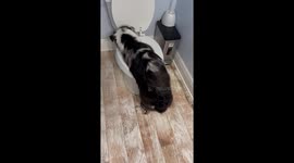Australian Shepherd Has the Time of Her Life Playing in Toilet