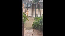 Clever dog spotted unlocking and opening gate using tongue and mouth